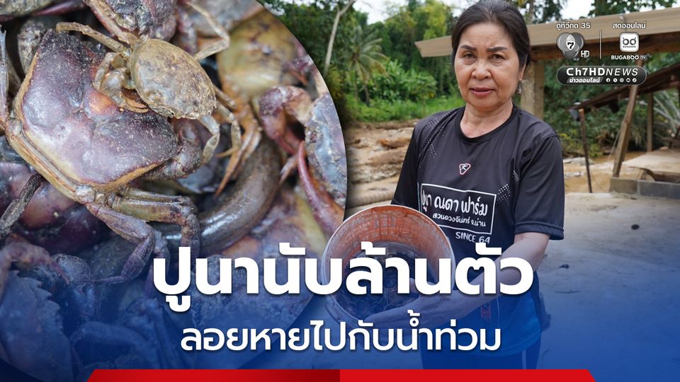 เข่าแทบทรุดปูนานับล้านตัวที่เลี้ยงส่งขายทำน้ำปู๋ ลอยหายไปกับน้ำ